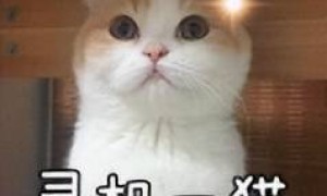 曾全网爆火卖断货，被炒到 3 万高价！更强的 “ 豆包手机 ” 2 代来了