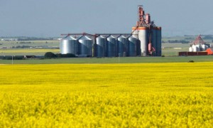 加拿大下场搅局南海，中方转头将订单给澳大利亚，6万吨油菜籽来华，加拿大农民急了