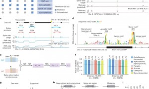 历史性一刻！人类基因密码被谷歌AI破解，DeepMind新作登Nature