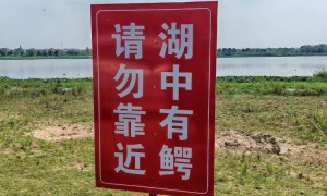 市民反映武汉后官湖有鳄鱼出没，目前成功抓获5条，渔政部门仍在继续搜寻