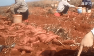 云南建水县回应薯农使用禁用高毒农药种植红薯：已成立联合调查组