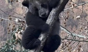 四川卧龙现“全网最黑”大熊猫！网友：第一眼还以为是黑熊