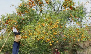 一个年轻人放弃铁饭碗回农村盖房种地：村民很热情说一句能聊十句