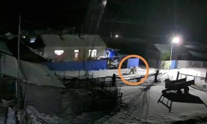 东北虎连续两天闯入牡丹江一村落，咬死猪和牛并吃了猪肉，当地称已燃放鞭炮驱离